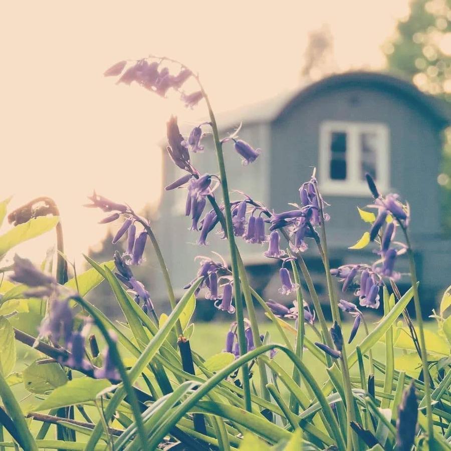 Skylark Shepherds Hut Royal Tunbridge Wells Exterior foto